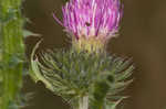 Spiny plumeless thistle